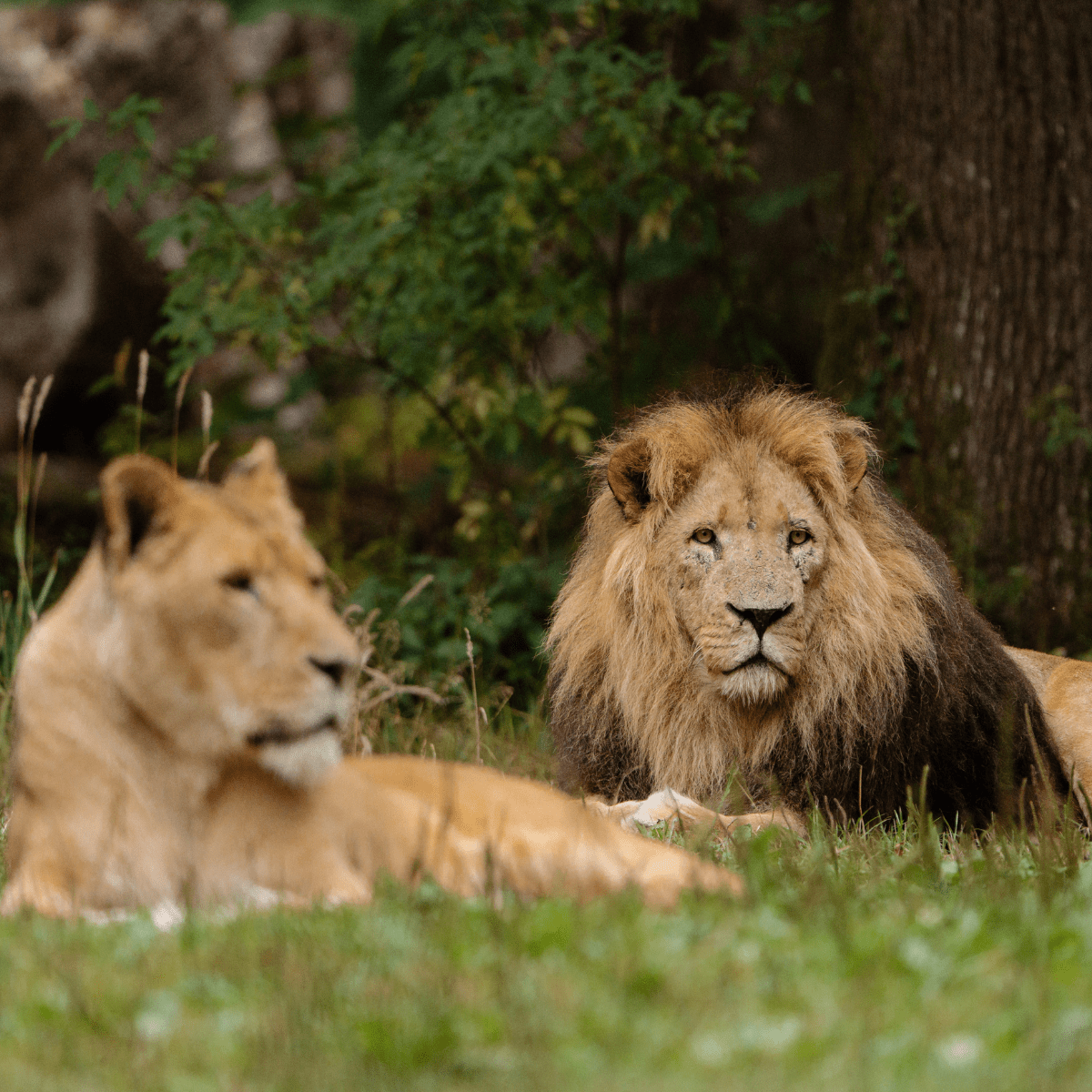 A lioness and a lion lay in grass looking into the distance