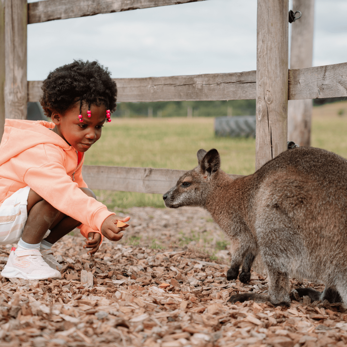 A young girl feeds a wallaby in the Family Farmyard VIP experience