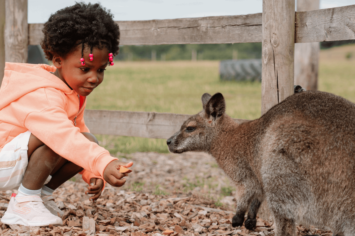 A young girl feeds a wallaby in the Family Farmyard VIP experience