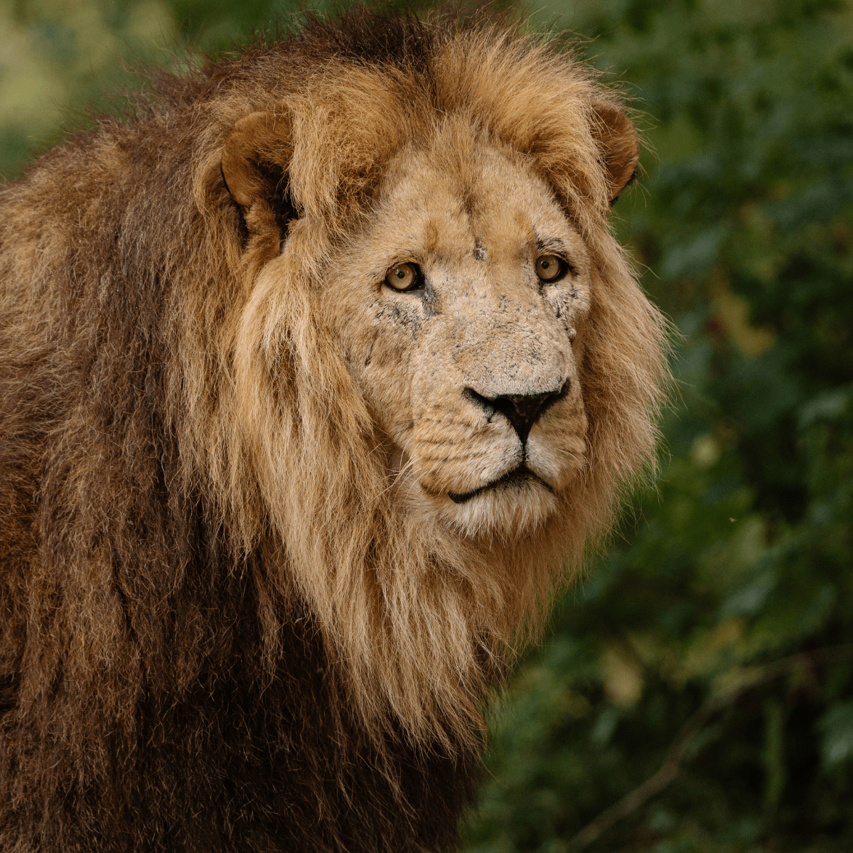 A close up of a lion looking past the camera