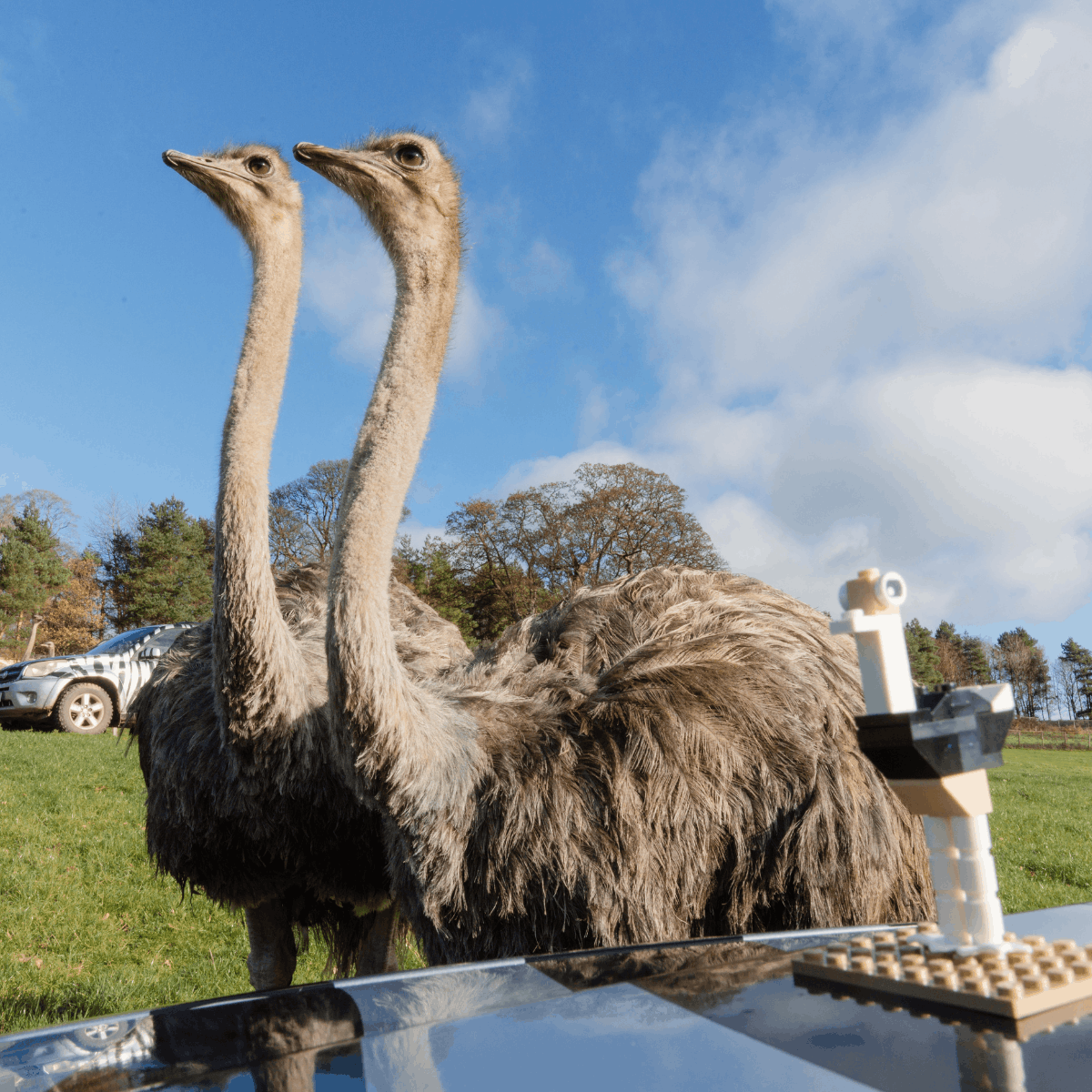 Two ostriches admire their miniature LEGO® brick counterparts. 