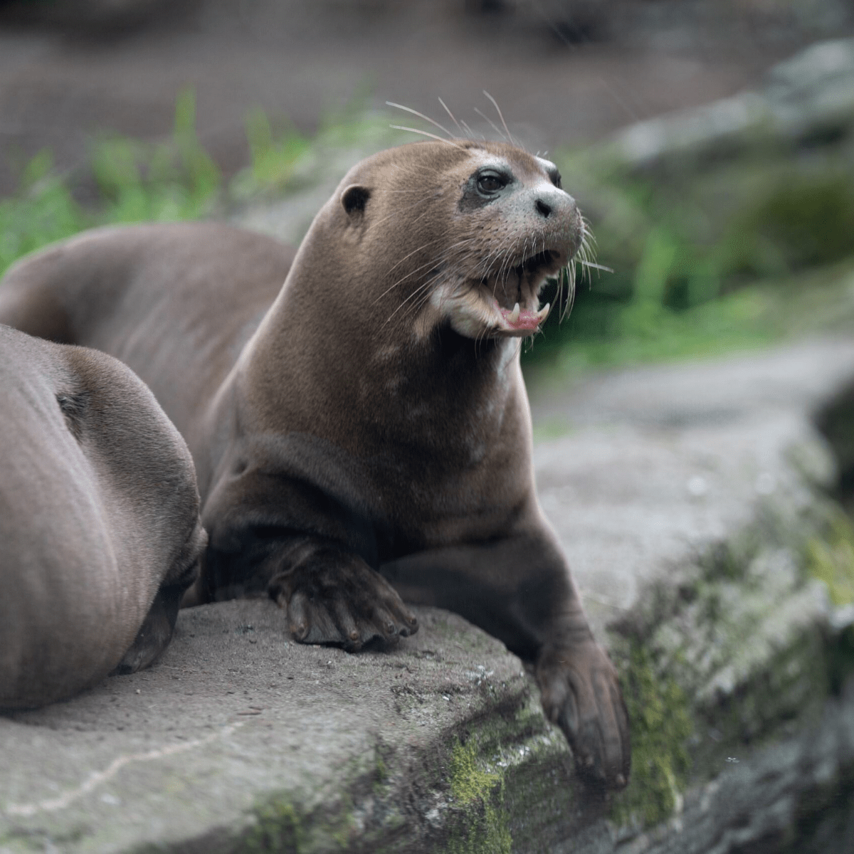 otter showing teeth