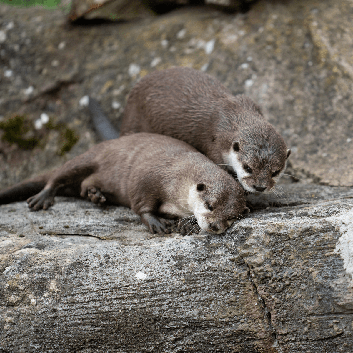 asian-short-clawed-otter