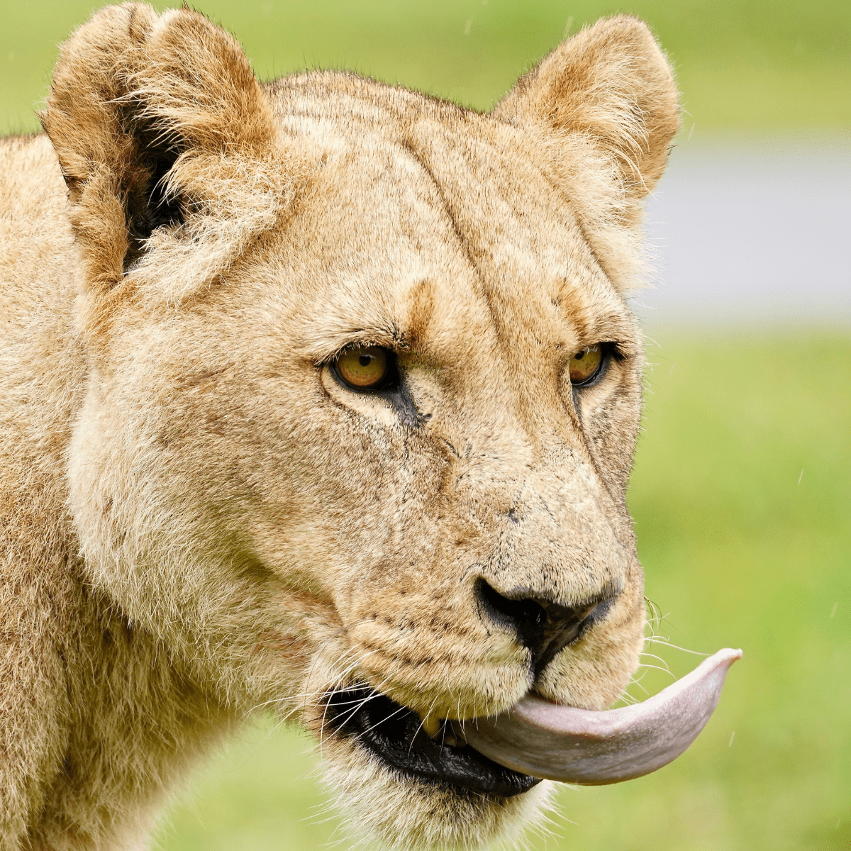 Close up of a lioness with her tongue poking out.