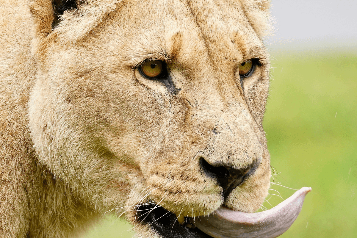 Close up of a lioness with her tongue poking out.