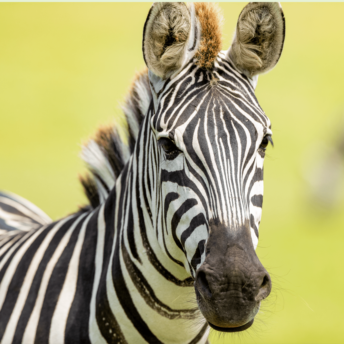 Close up of a Zebra's head with green background