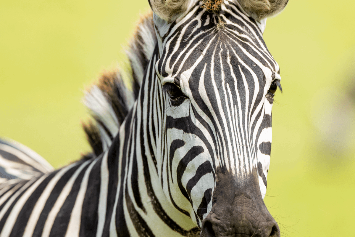 Close up of a Zebra's head with green background