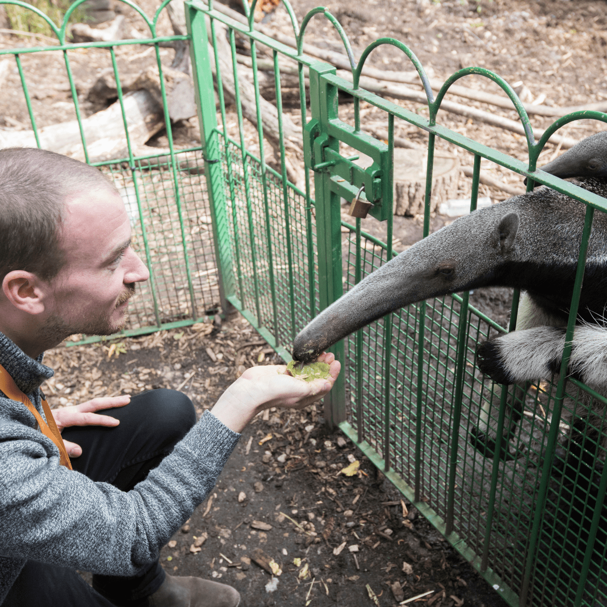 A close up of a VIP guest hand feeding a giant anteater