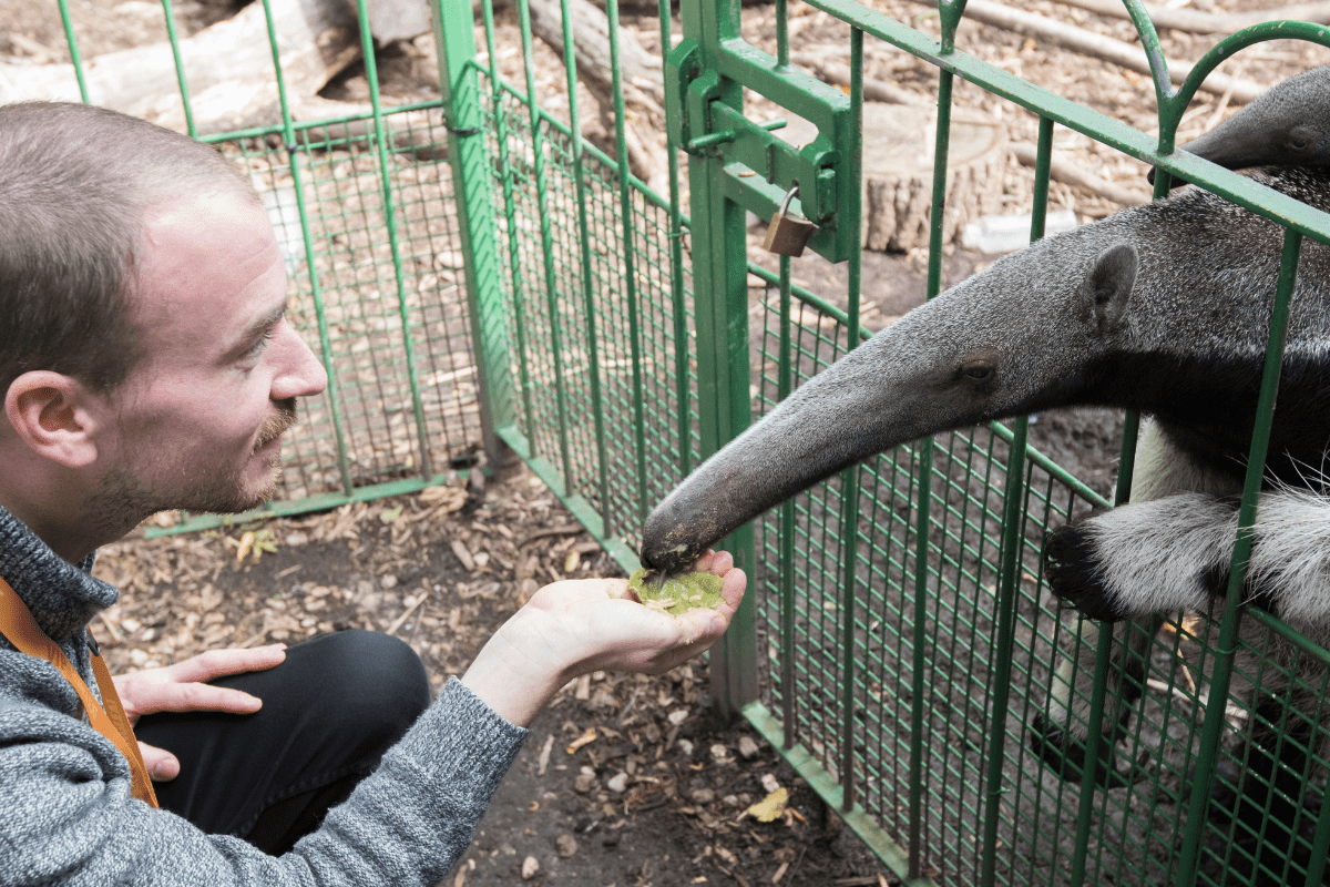 A close up of a VIP guest hand feeding a giant anteater
