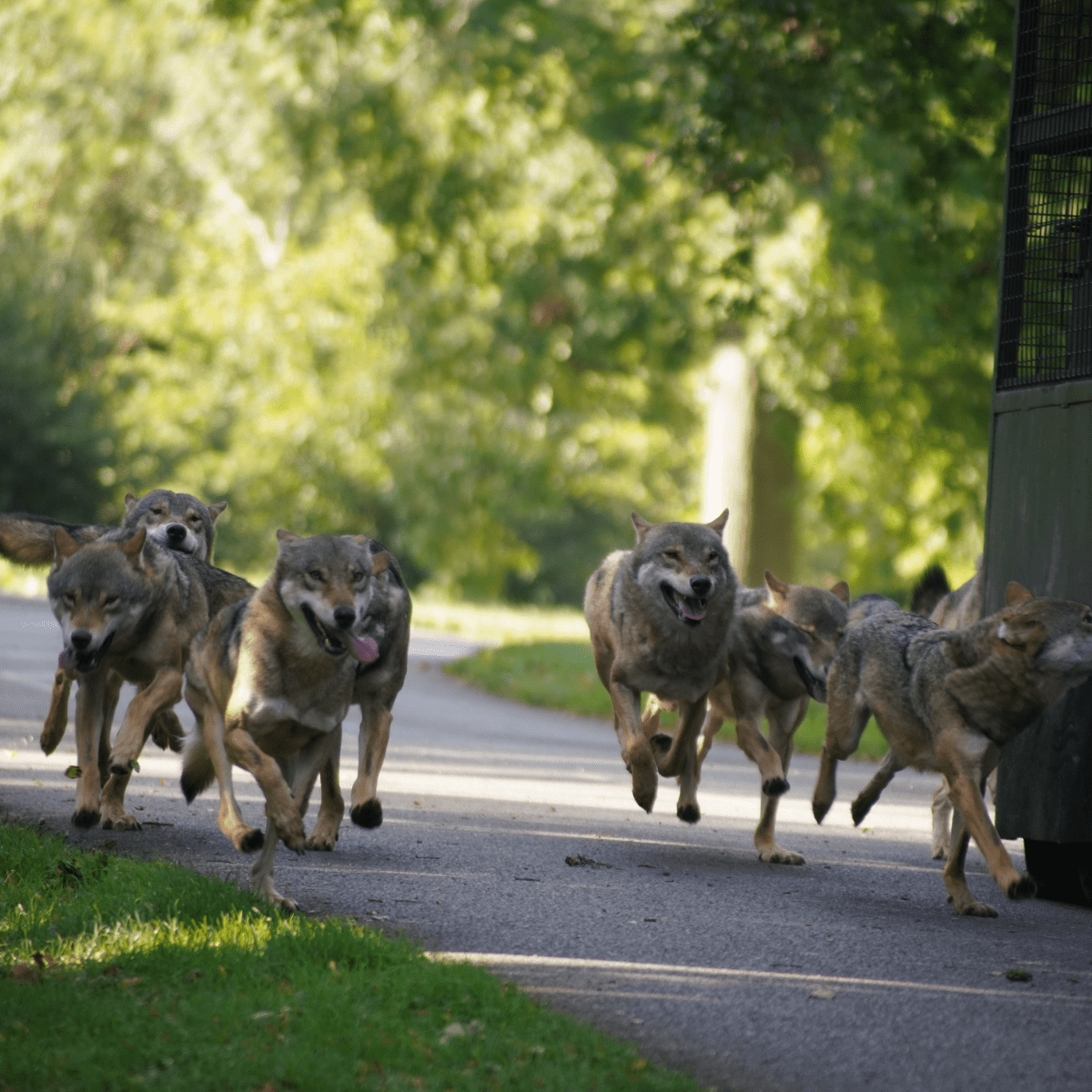 A pack of grey wolves running after the reinforced feeding truck 
