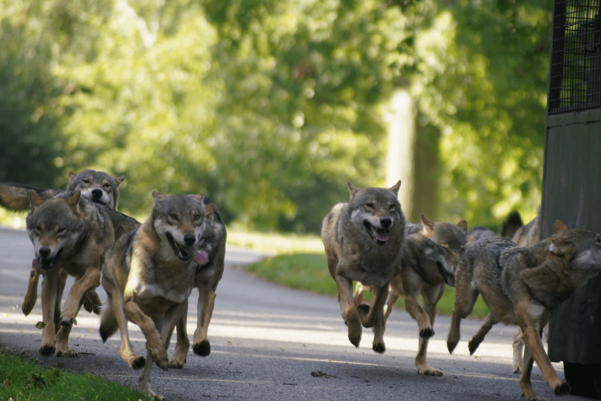 A pack of grey wolves running after the reinforced feeding truck 