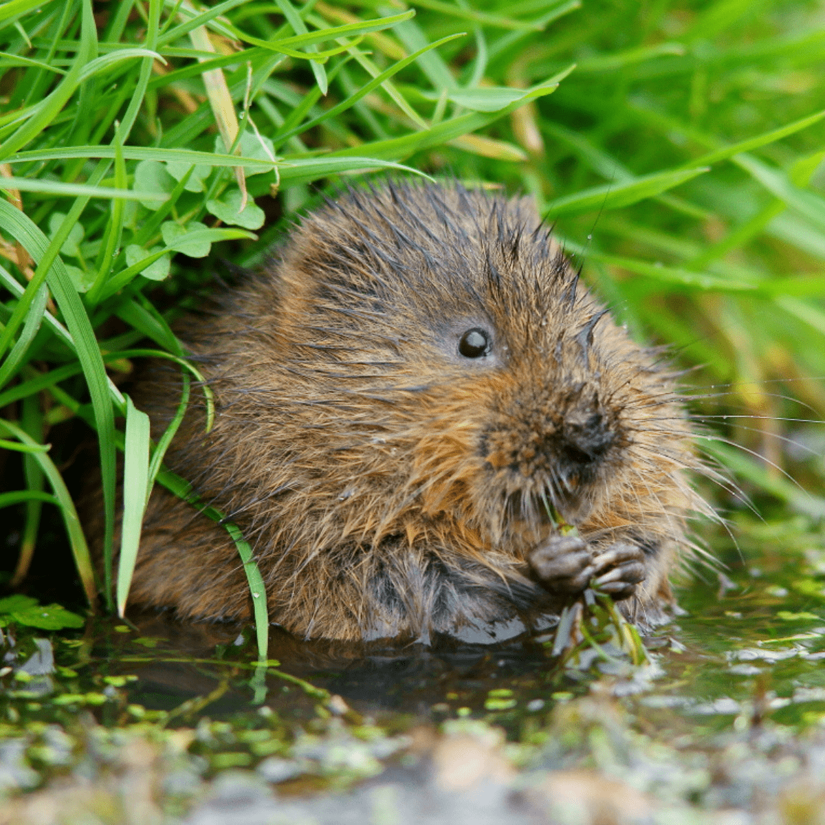 Water vole in long grass and water