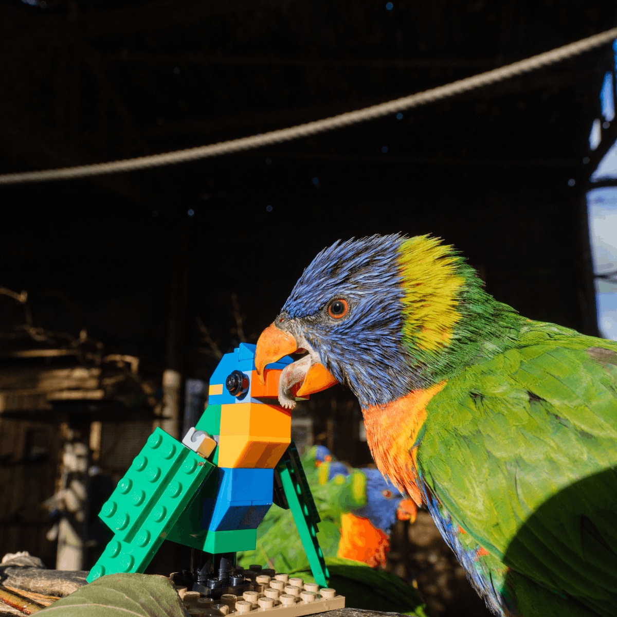 A lorikeet admires its miniature LEGO® brick counterpart. 