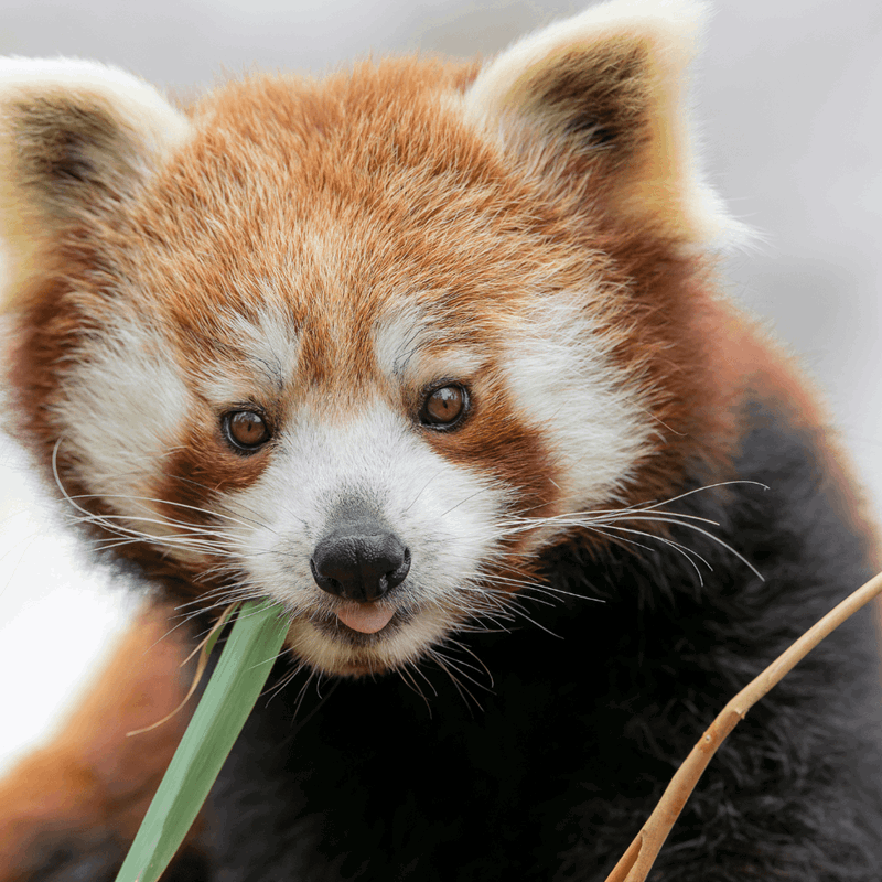 Red panda looking to camera eating bamboo leaves