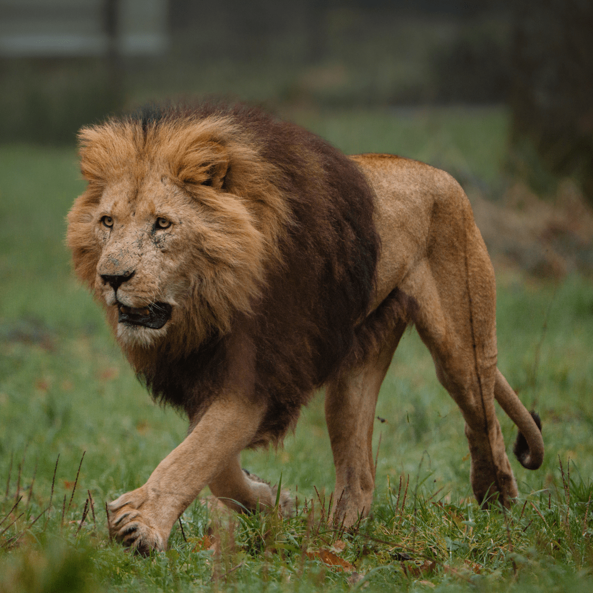 A lion stalking across the grass in its habitat
