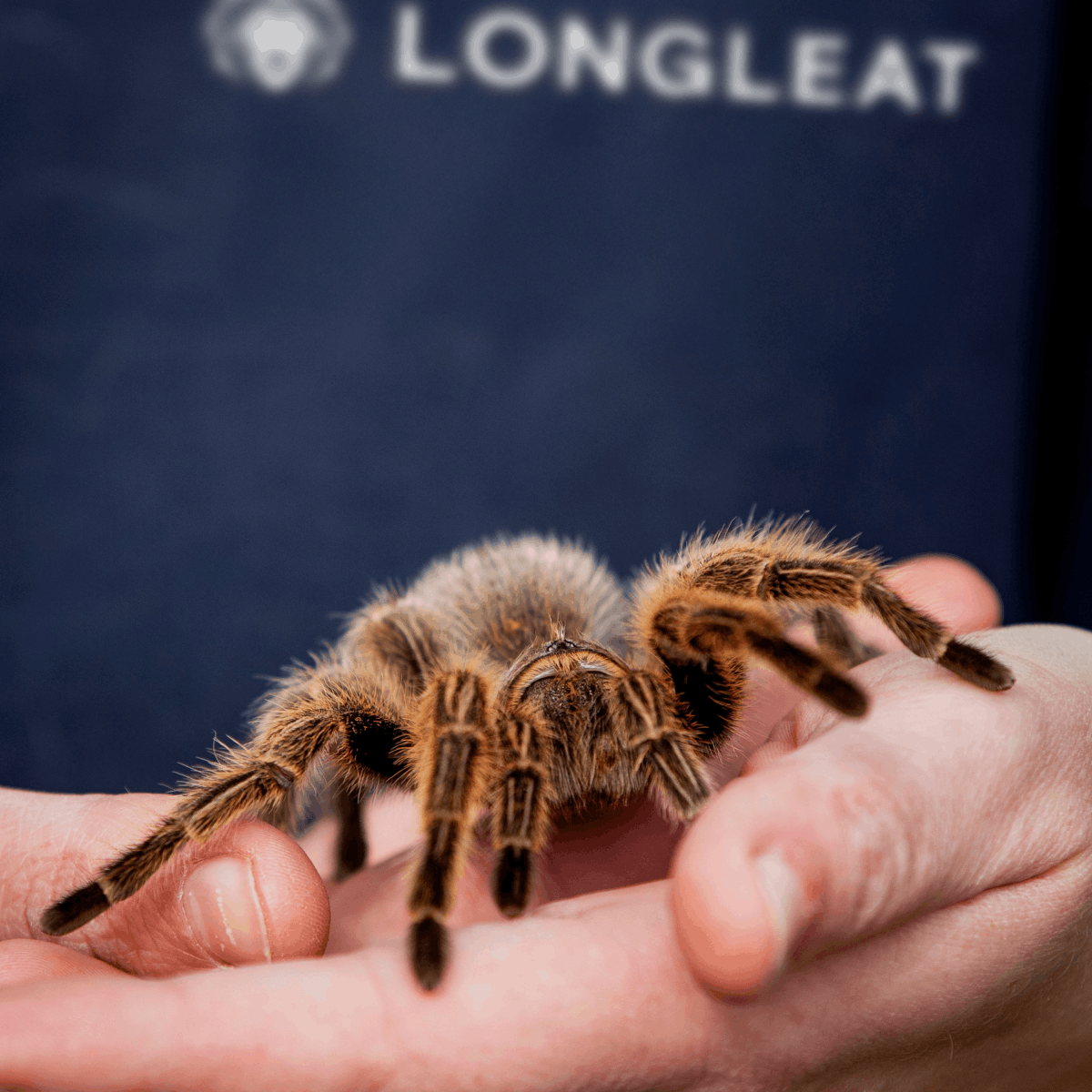 A close up of a tarantula, a new resident at Longleat. The spider is held in the hands of a keeper/