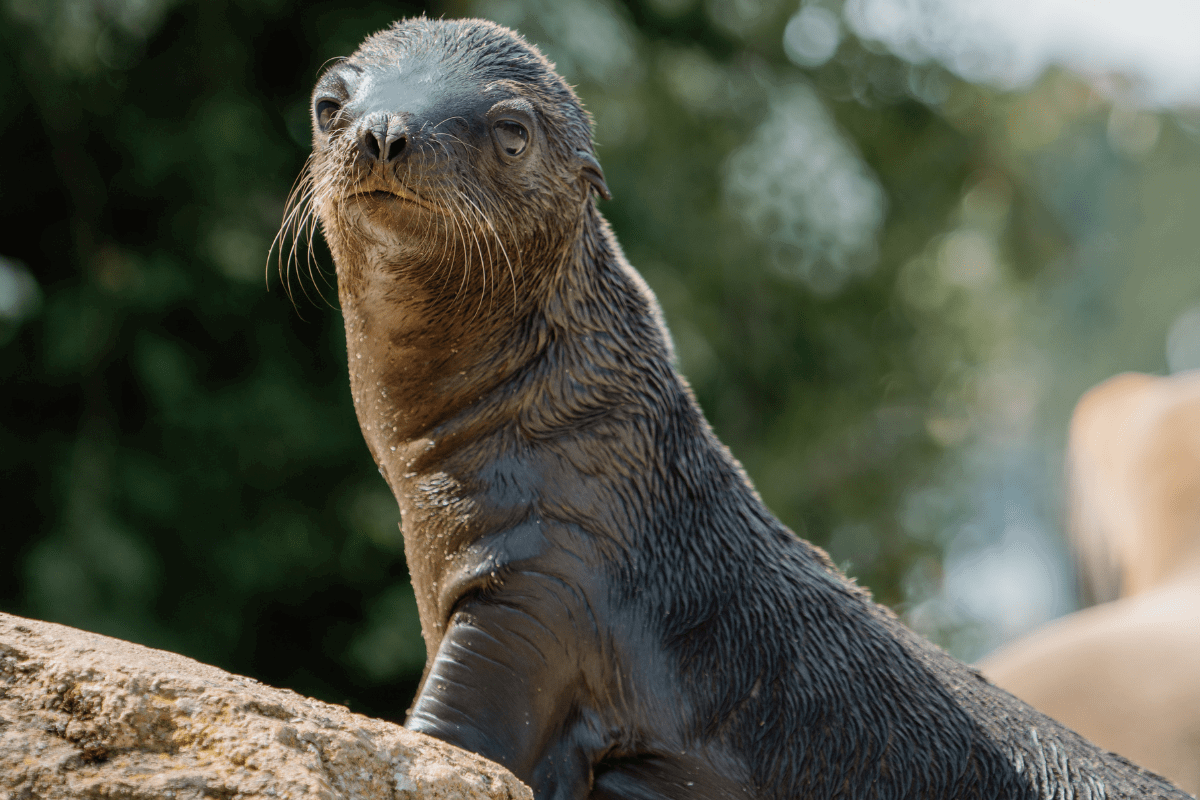 A side profile of a baby sealion