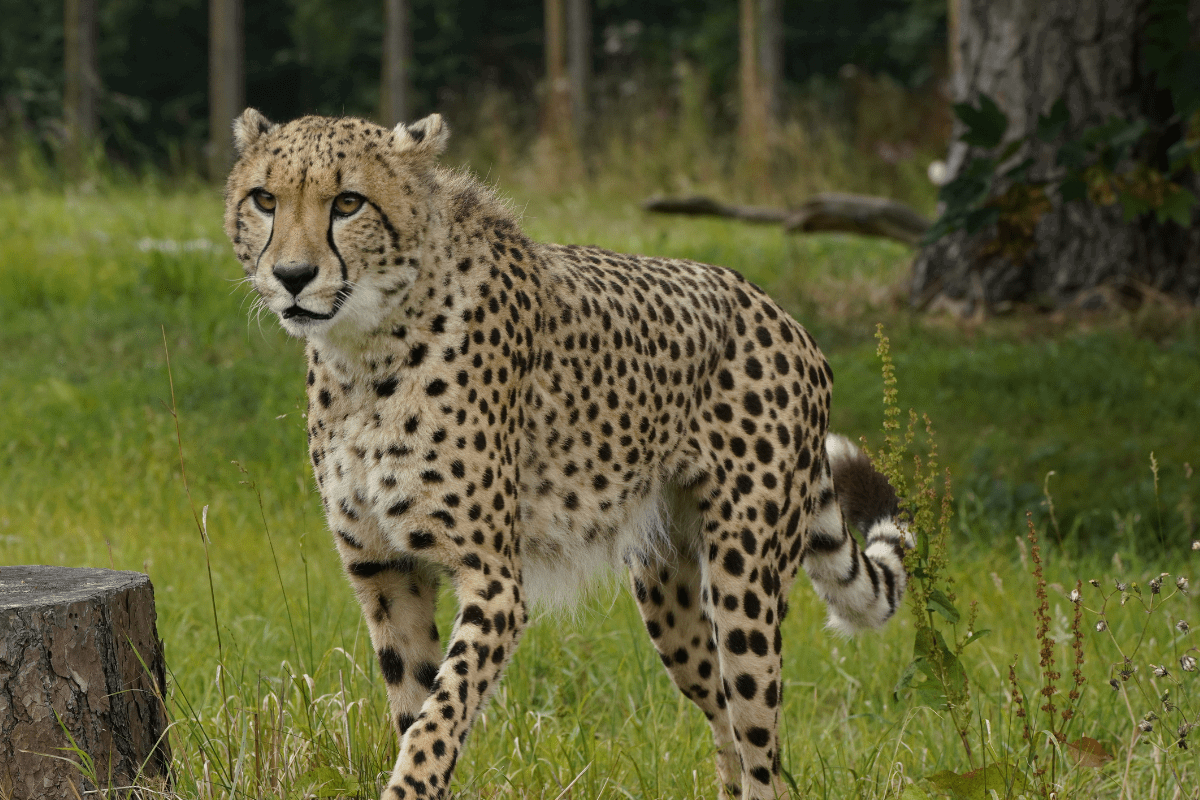 A cheetah on watch in its lush habitat