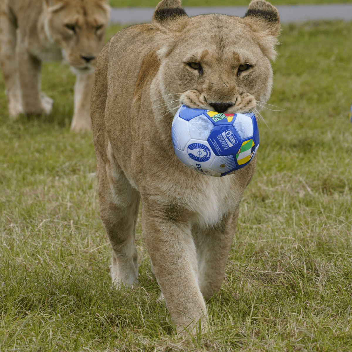A lioness carrying a football in her mouth while walking across grass