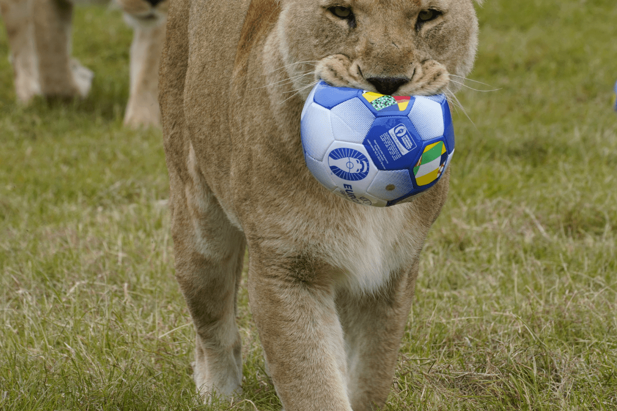 A lioness carrying a football in her mouth while walking across grass