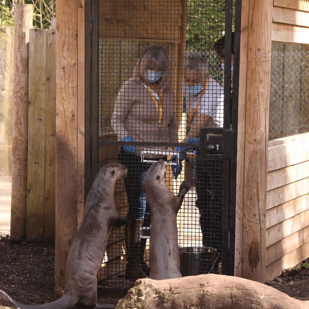Two VIP guests feed the giant otters