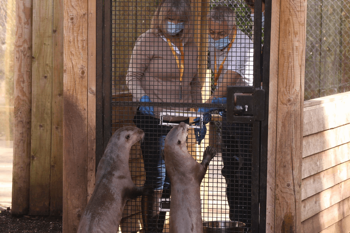 Two VIP guests feed the giant otters