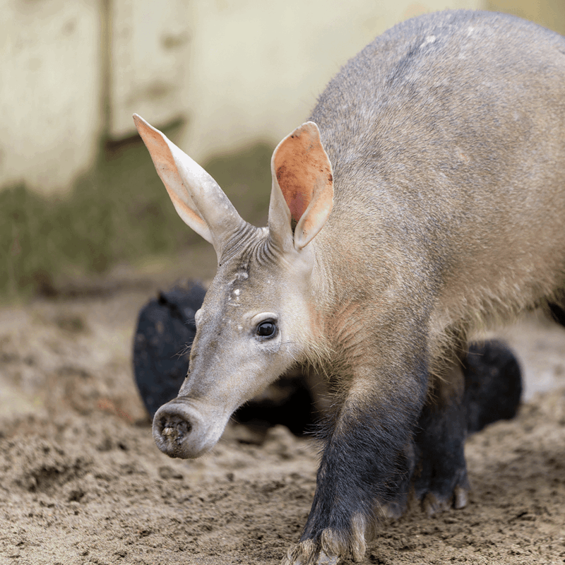 An aardvark walking towards the camera