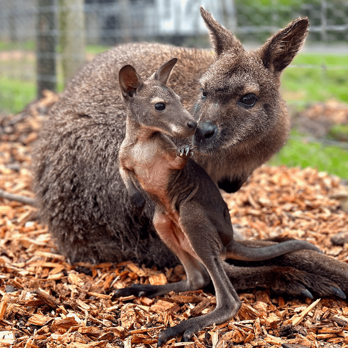 A close up of a red necked wallaby with a young joey outside of the pouch
