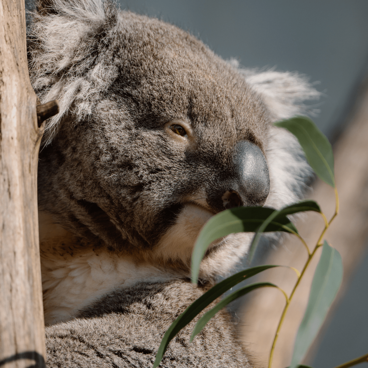 A close up of a Southern Koala perched on a branch