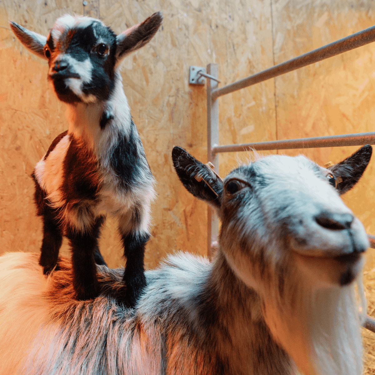 The new kid goat stands on her mums back