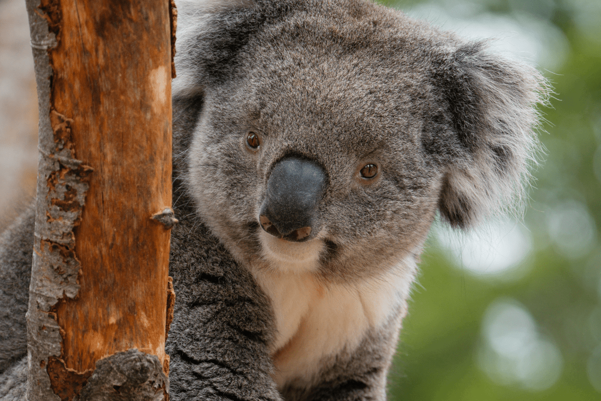 A koala looks at the camera whilst perched in a tree