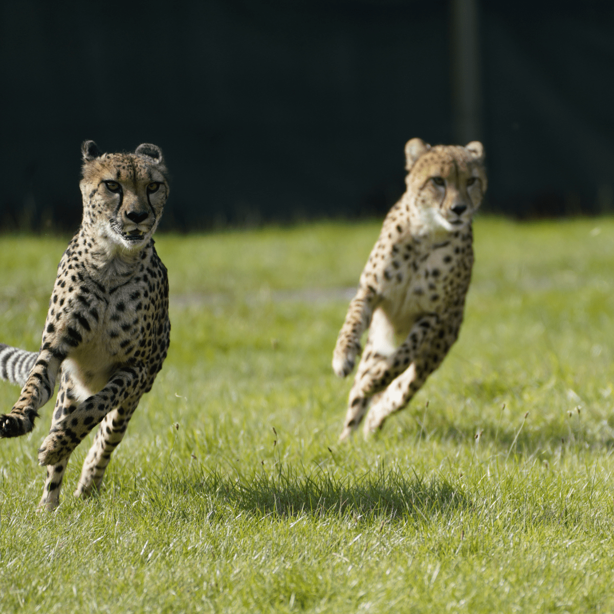 Two cheetah's running with only their back paws touching the ground