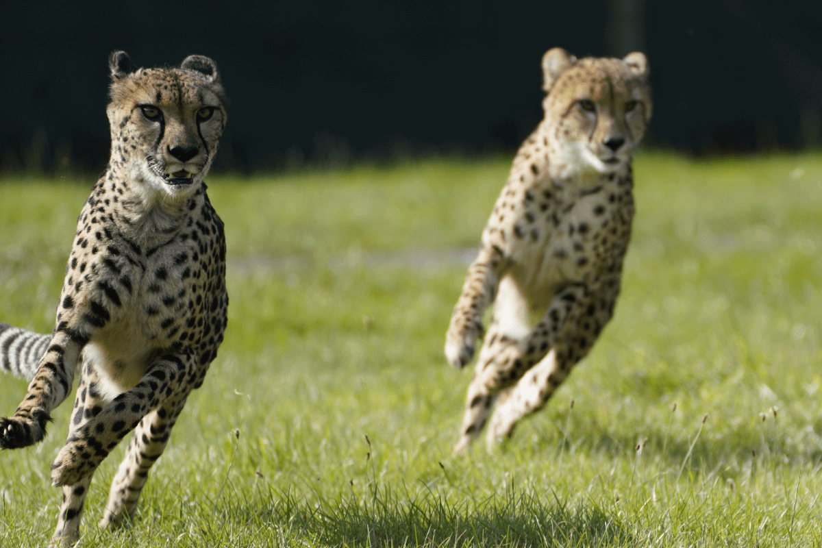 Two cheetah's running with only their back paws touching the ground