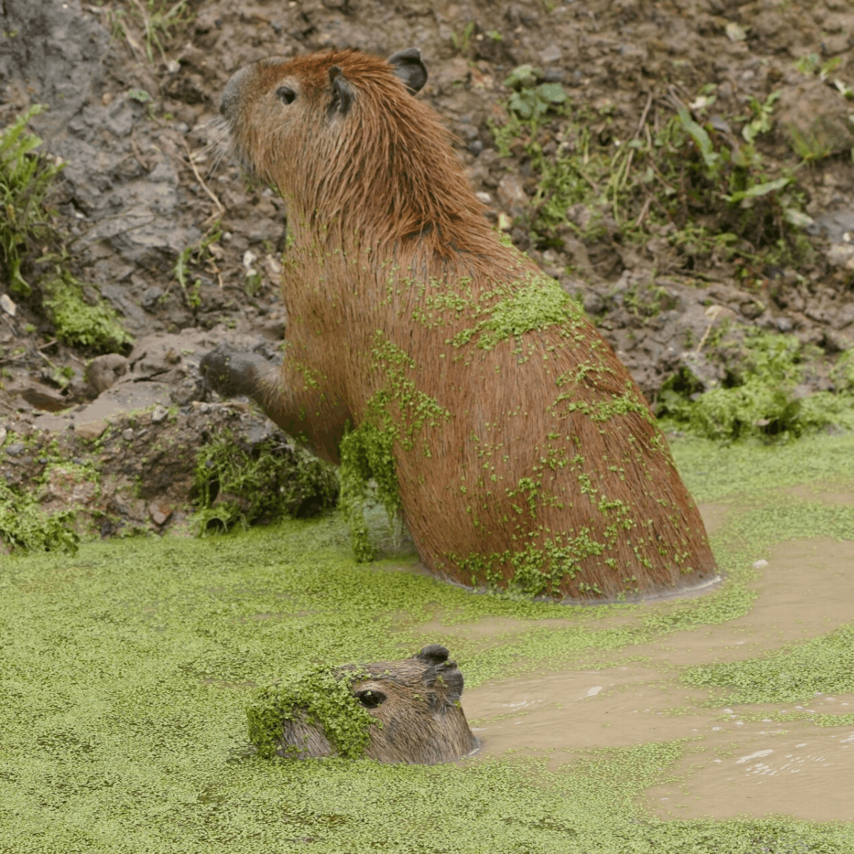 Two capybaras enjoy their pool together, as one gets out with keeping an eye on the camera