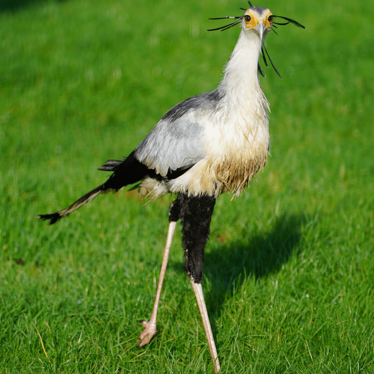 A secretary bird running through grass