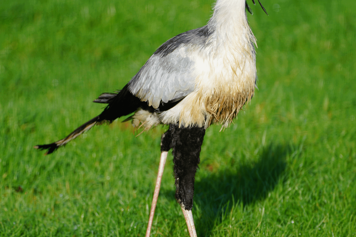 A secretary bird running through grass