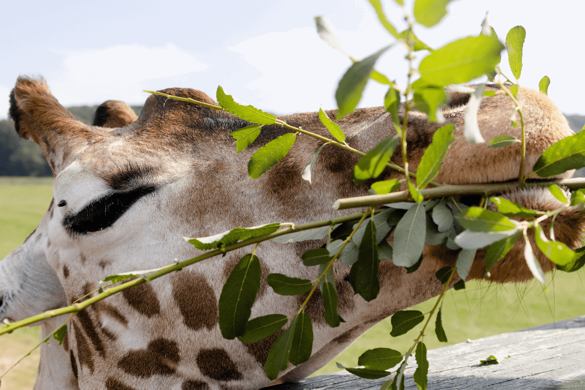 An up close shot of a giraffe enjoying a branch of leaves as it is hand fed from the viewing platform
