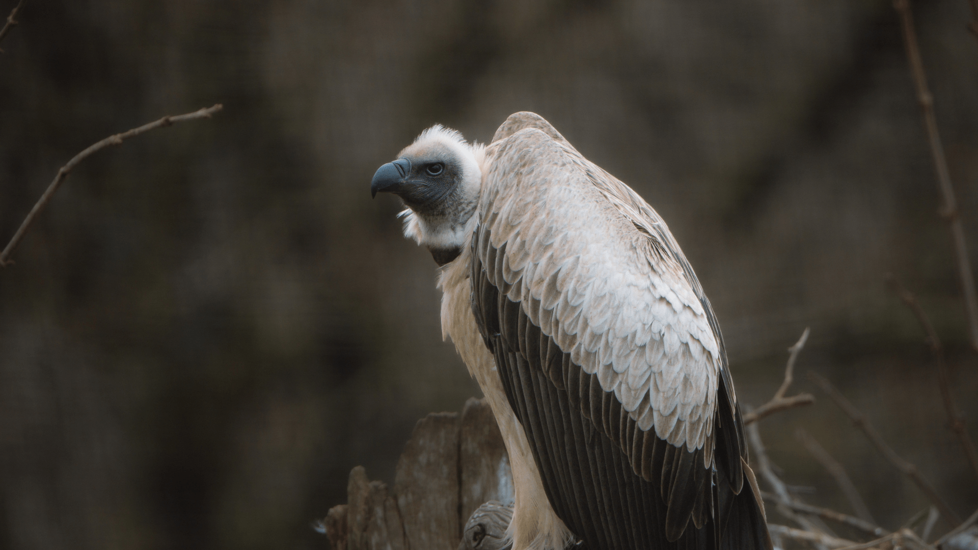 White-Backed Vulture