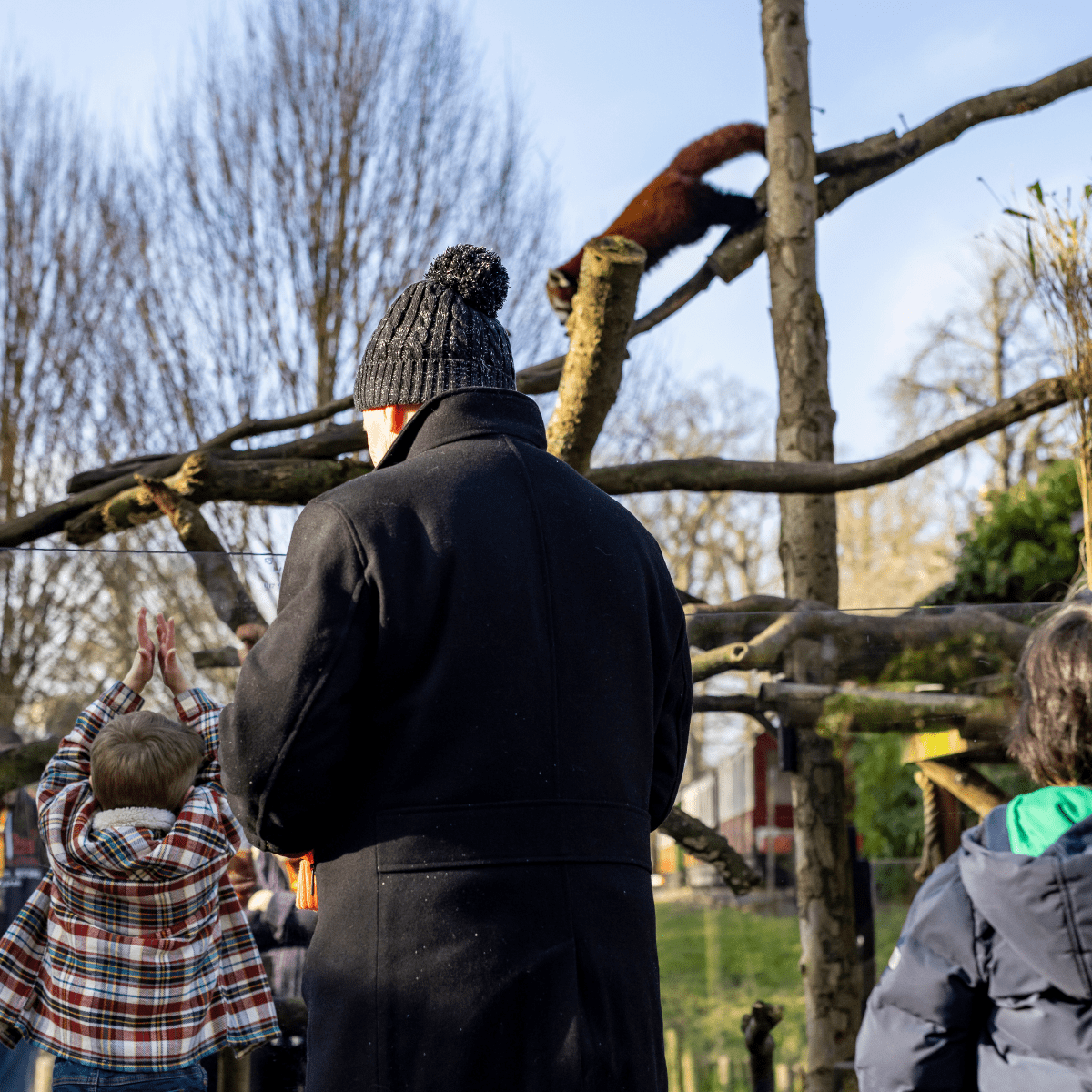 A family overlooking the red panda habitat as it climbs trees above them.