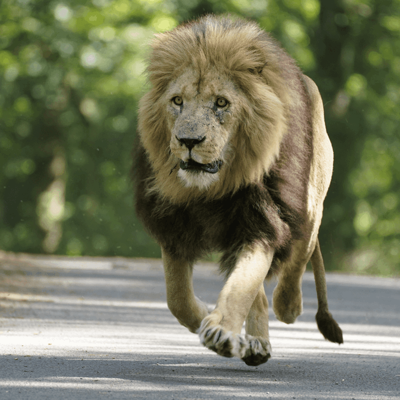 A lion actively running toward the camera, with all four paws in the air