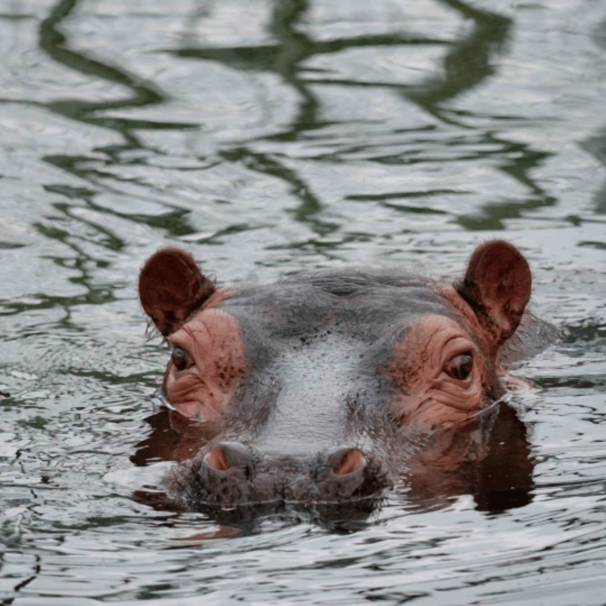 A hippo in Half Mile Pond