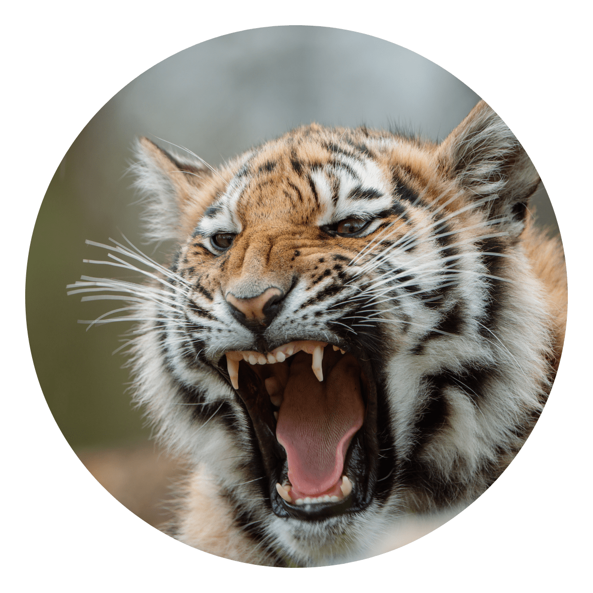 A close up of a tiger mid-growl with its large teeth on full display