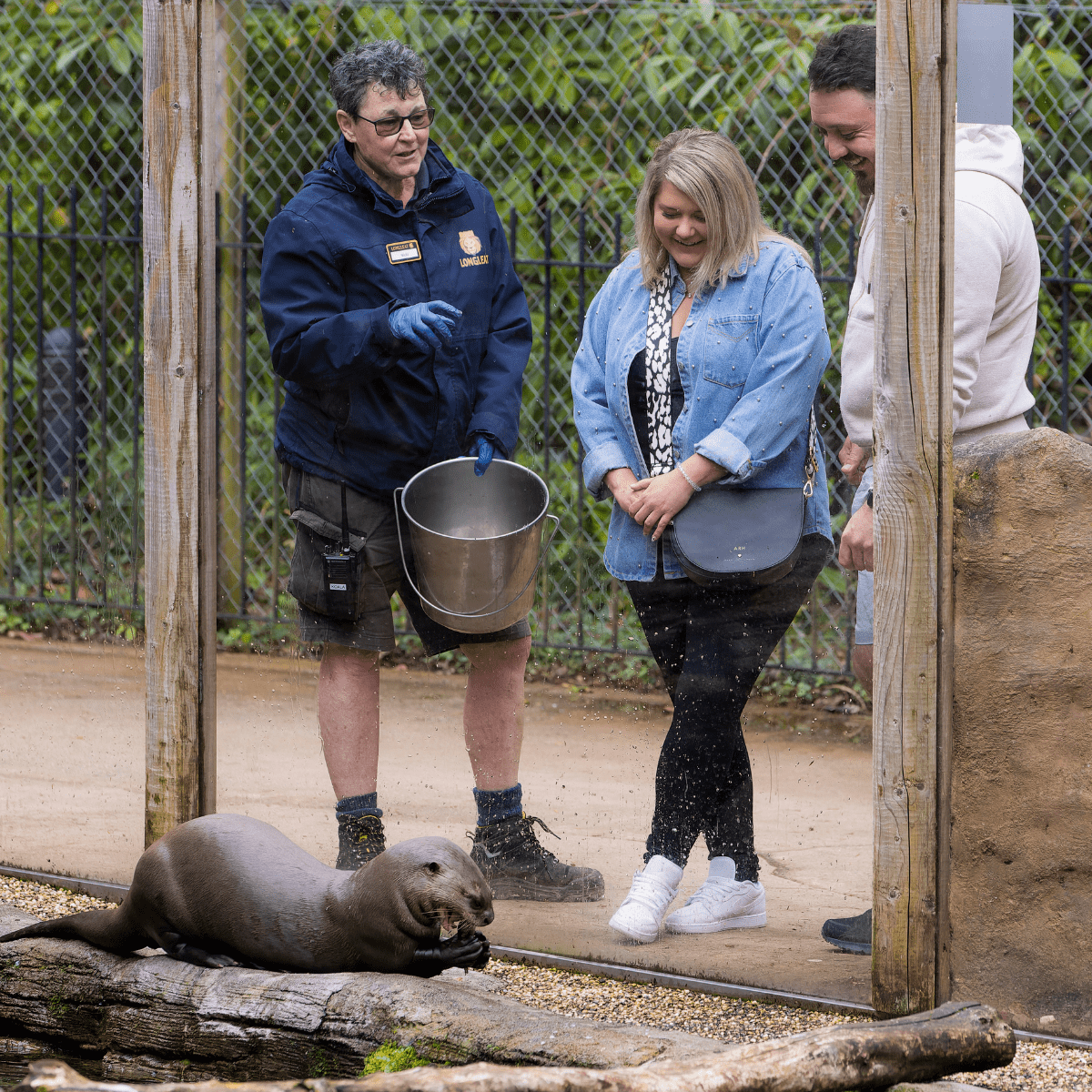 A longleat keeper chats about giant otters to VIP guests as they feed them.