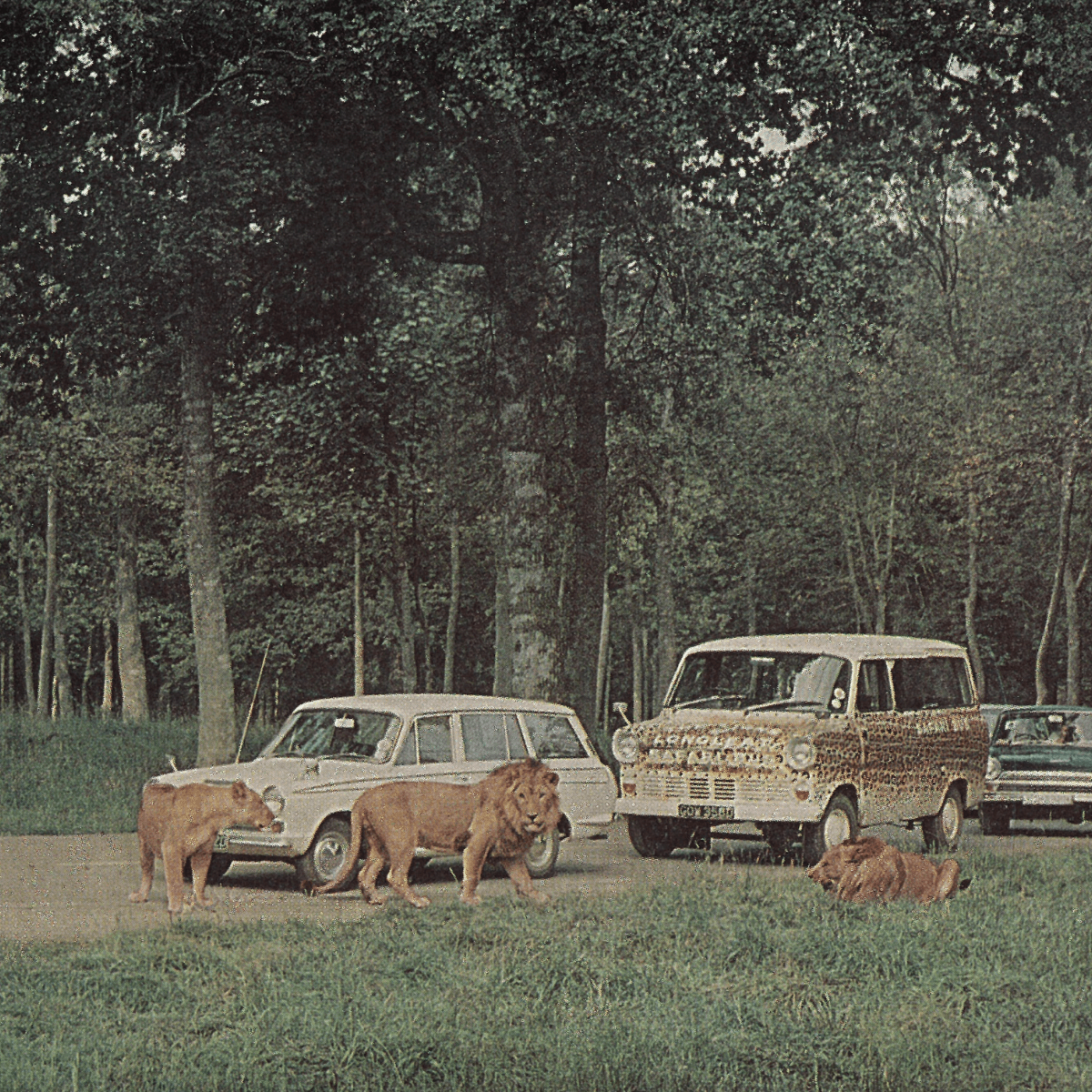 Lions of Longleat walking amongst cars