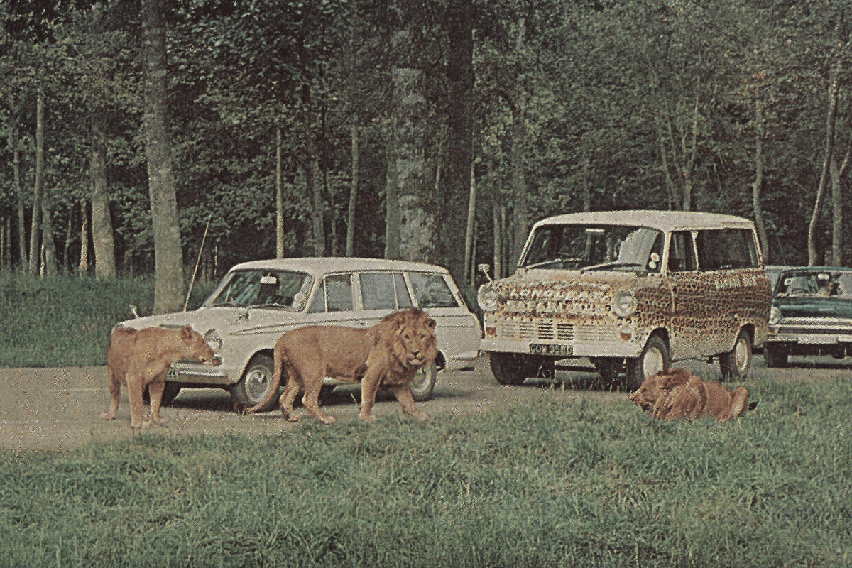Lions of Longleat walking amongst cars