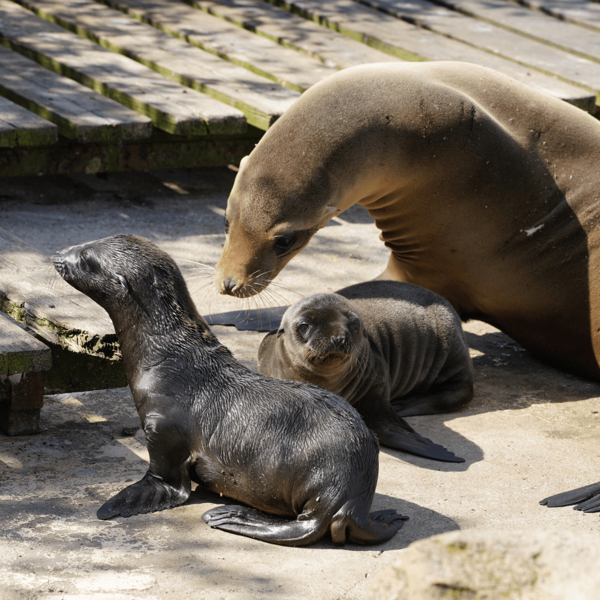 Sealion looking down at her two baby sealions