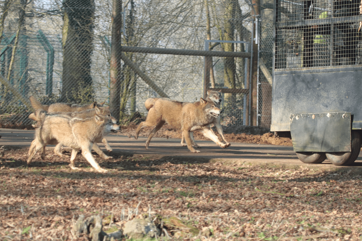 A pack of grey wolves running after the reinforced feeding truck 