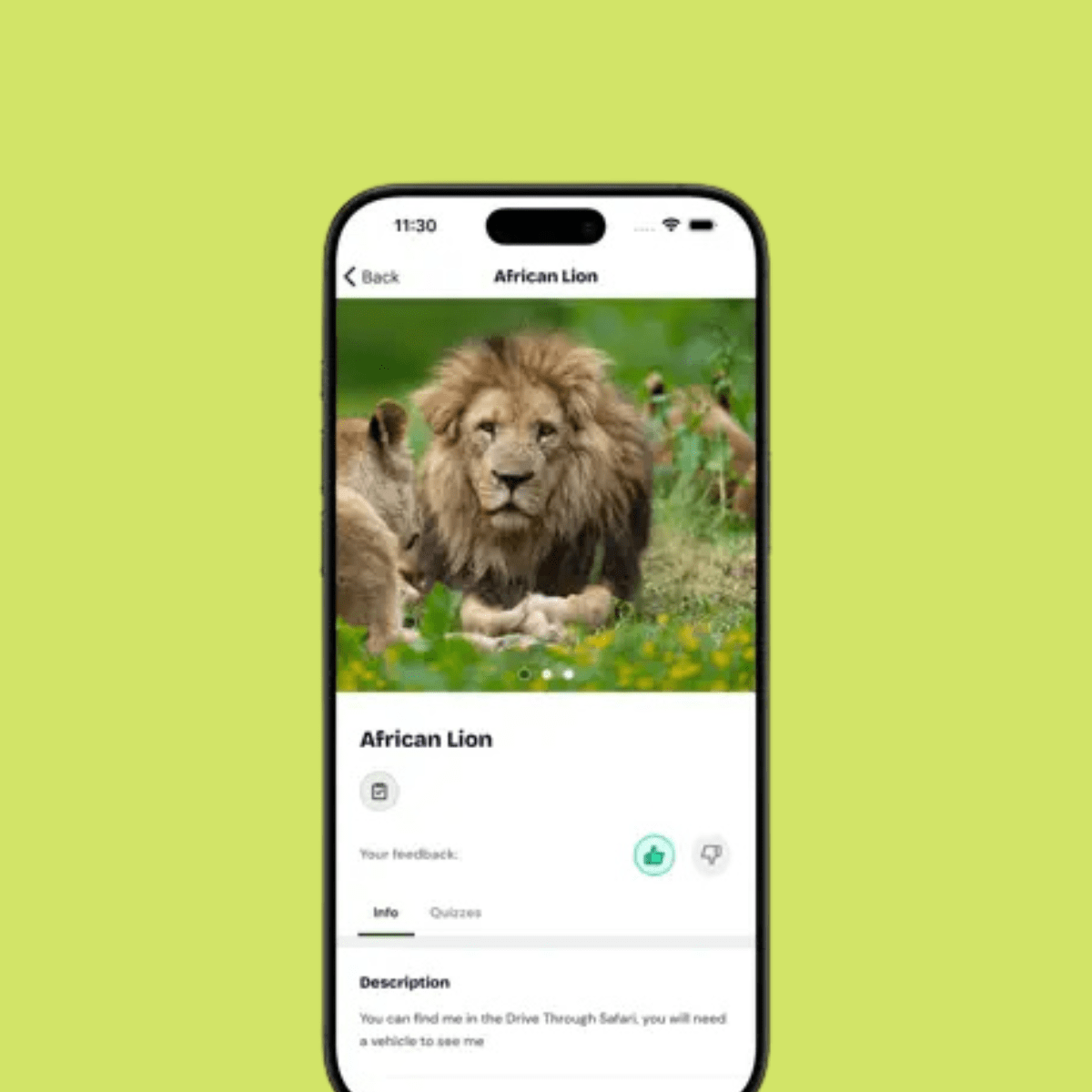 preview of african lion page