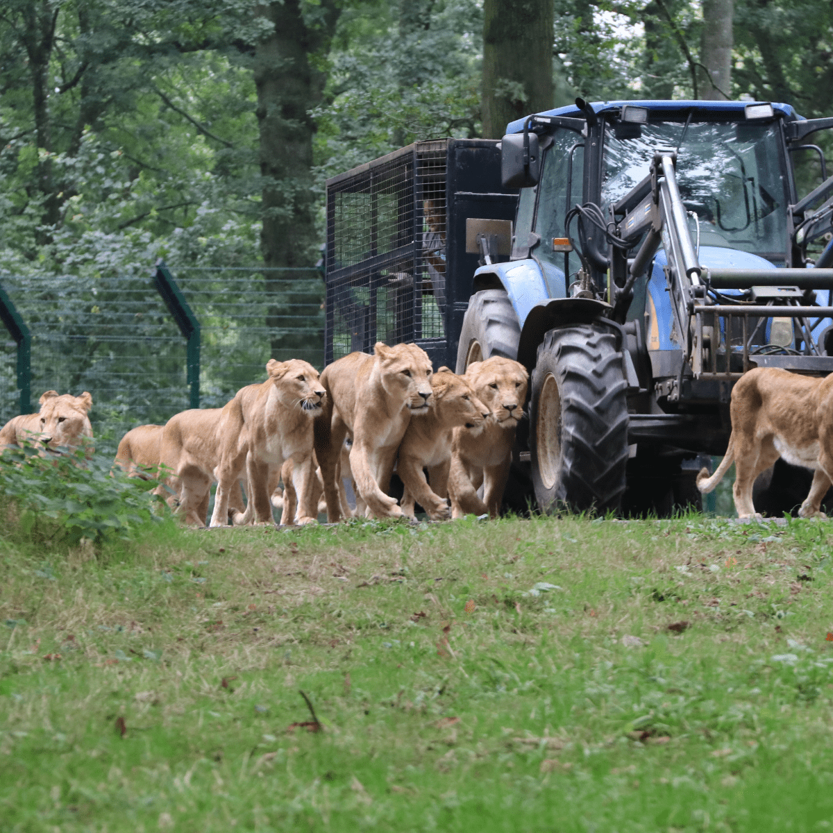 The pride of lions walking alongside the reinforced feeding wagon