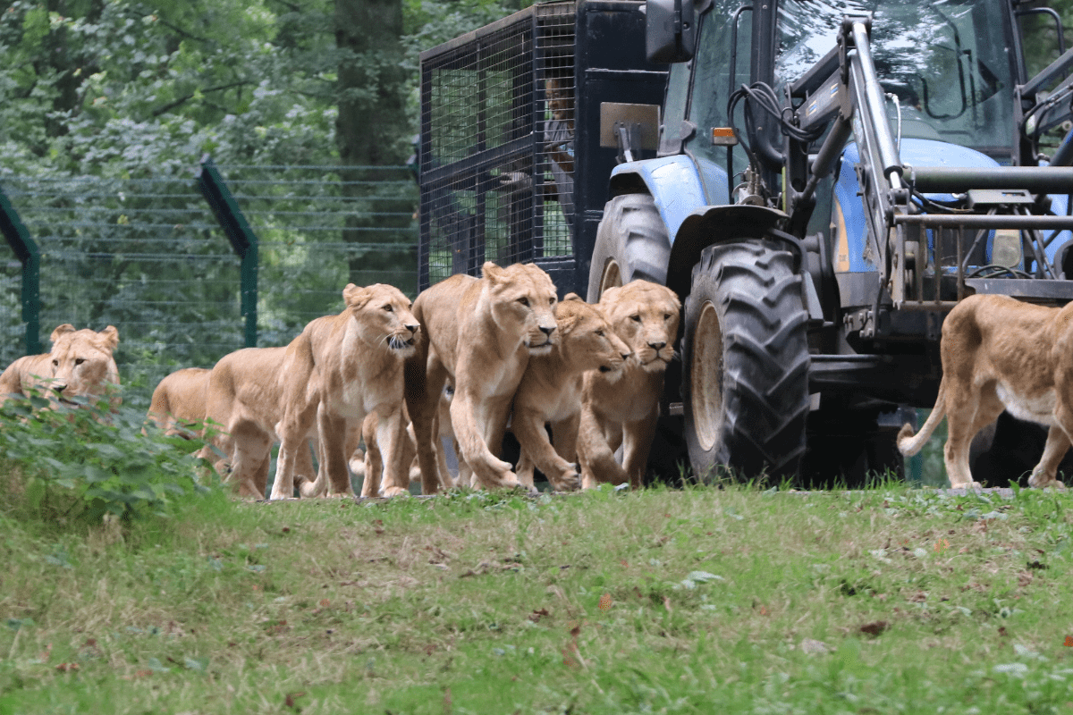 The pride of lions walking alongside the reinforced feeding wagon